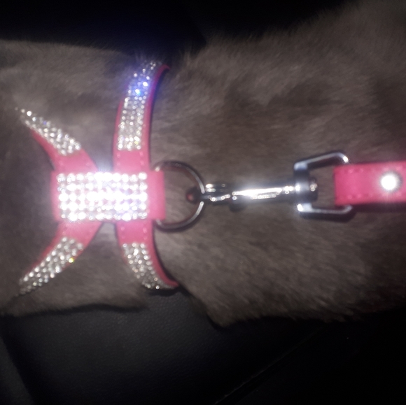 Cat/dog halter/leash - Picture 9 of 13